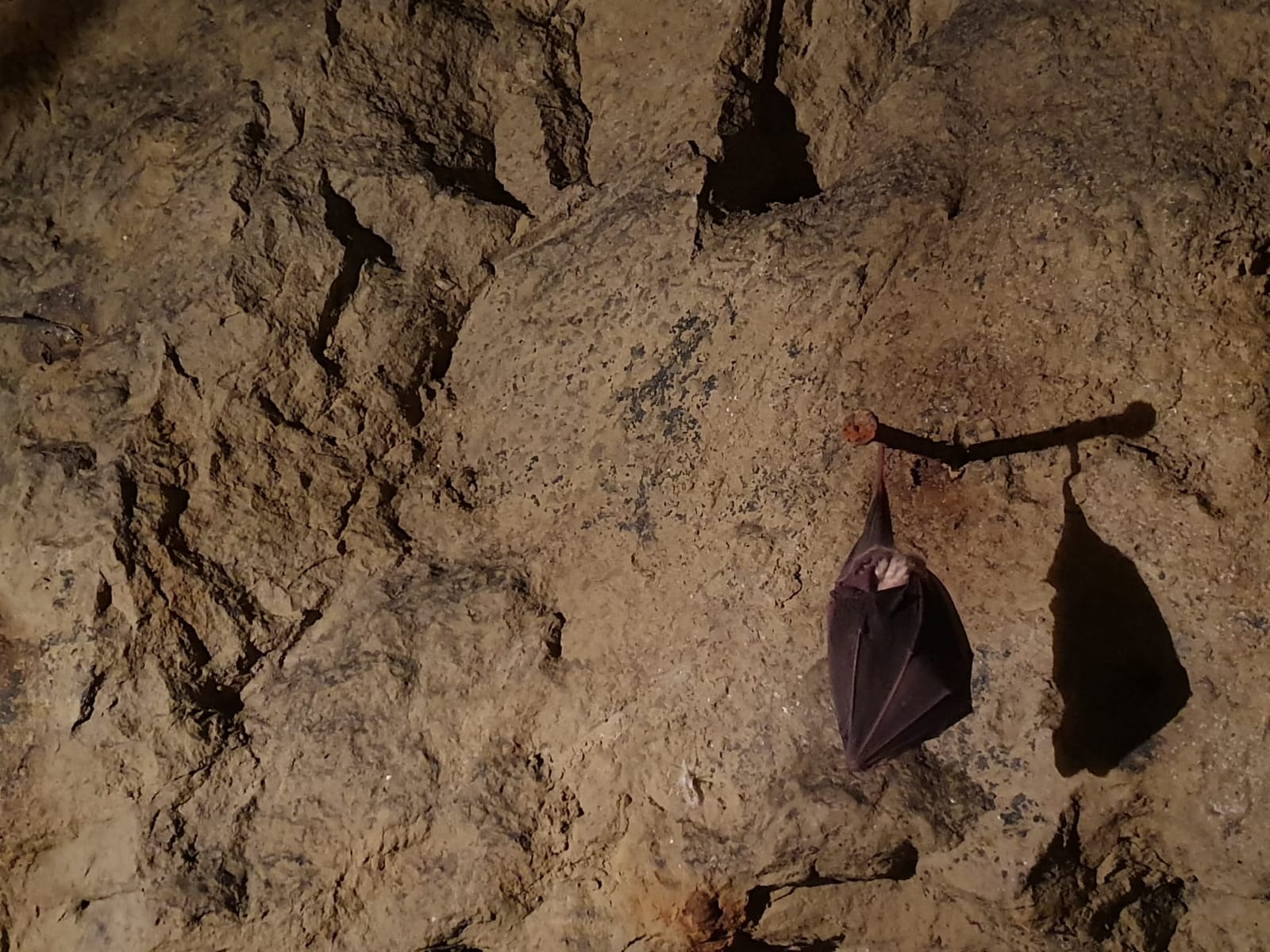 bat Vauquois Mirabelle Tours
